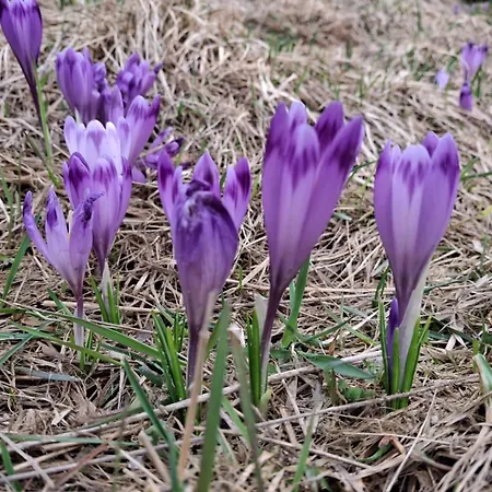 Lesna Bacowka * Nowy Targ