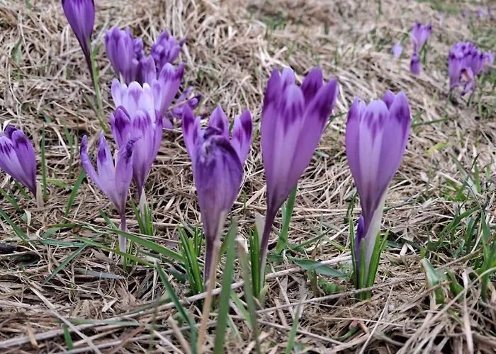 Lesna Bacowka * Nowy Targ