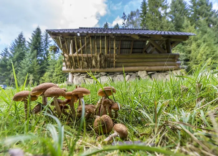 Lesna Bacowka * Nowy Targ